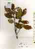  ( - TW019473)  @11 [ ] Copyright (2021) Unspecified Forestry and Forest Products Research Institute