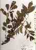  ( - TW019493)  @11 [ ] Copyright (2021) Unspecified Forestry and Forest Products Research Institute