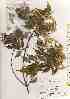  ( - TW019496)  @11 [ ] Copyright (2021) Unspecified Forestry and Forest Products Research Institute