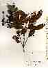  ( - TW019506)  @11 [ ] Copyright (2021) Unspecified Forestry and Forest Products Research Institute
