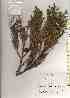 ( - TW019512)  @11 [ ] Copyright (2021) Unspecified Forestry and Forest Products Research Institute
