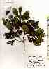  ( - TW019515)  @11 [ ] Copyright (2021) Unspecified Forestry and Forest Products Research Institute