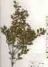  ( - TW019516)  @11 [ ] Copyright (2021) Unspecified Forestry and Forest Products Research Institute