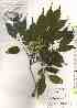  ( - TW019517)  @11 [ ] Copyright (2021) Unspecified Forestry and Forest Products Research Institute
