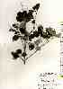  ( - TW019523)  @11 [ ] Copyright (2021) Unspecified Forestry and Forest Products Research Institute