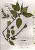  ( - TW019528)  @11 [ ] Copyright (2021) Unspecified Forestry and Forest Products Research Institute