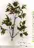  ( - TW019529)  @11 [ ] Copyright (2021) Unspecified Forestry and Forest Products Research Institute