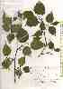  ( - TW019539)  @11 [ ] Copyright (2021) Unspecified Forestry and Forest Products Research Institute