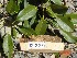  ( - TW019548)  @11 [ ] Copyright (2021) Unspecified Forestry and Forest Products Research Institute
