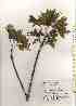  ( - TW019564)  @11 [ ] Copyright (2021) Unspecified Forestry and Forest Products Research Institute
