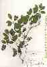  ( - TW019585)  @11 [ ] Copyright (2021) Unspecified Forestry and Forest Products Research Institute