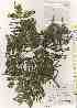  ( - TW019592)  @11 [ ] Copyright (2021) Unspecified Forestry and Forest Products Research Institute
