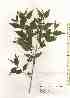  ( - TW019598)  @11 [ ] Copyright (2021) Unspecified Forestry and Forest Products Research Institute