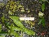  ( - TW019600)  @11 [ ] Copyright (2021) Unspecified Forestry and Forest Products Research Institute