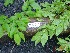  ( - TW019603)  @11 [ ] Copyright (2021) Unspecified Forestry and Forest Products Research Institute
