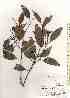  ( - TW019604)  @11 [ ] Copyright (2021) Unspecified Forestry and Forest Products Research Institute