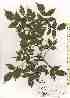  ( - TW019616)  @11 [ ] Copyright (2021) Unspecified Forestry and Forest Products Research Institute