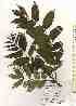  ( - TW019617)  @11 [ ] Copyright (2021) Unspecified Forestry and Forest Products Research Institute