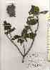  (Mallotus japonicus - TW019618)  @11 [ ] Copyright (2021) Unspecified Forestry and Forest Products Research Institute