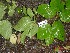  ( - TW019623)  @11 [ ] Copyright (2021) Unspecified Forestry and Forest Products Research Institute