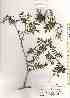  ( - TW019625)  @11 [ ] Copyright (2021) Unspecified Forestry and Forest Products Research Institute