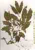  ( - TW019627)  @11 [ ] Copyright (2021) Unspecified Forestry and Forest Products Research Institute