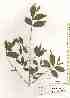  ( - TW019639)  @11 [ ] Copyright (2021) Unspecified Forestry and Forest Products Research Institute