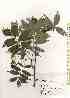  (Sorbus commixta var. wilfordii - TW019641)  @11 [ ] Copyright (2021) Unspecified Forestry and Forest Products Research Institute