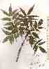  ( - TW019643)  @11 [ ] Copyright (2021) Unspecified Forestry and Forest Products Research Institute
