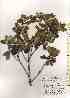  ( - TW019653)  @11 [ ] Copyright (2021) Unspecified Forestry and Forest Products Research Institute