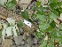  ( - TW019654)  @11 [ ] Copyright (2021) Unspecified Forestry and Forest Products Research Institute