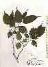  ( - TW019663)  @11 [ ] Copyright (2021) Unspecified Forestry and Forest Products Research Institute
