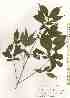  ( - TW019666)  @11 [ ] Copyright (2021) Unspecified Forestry and Forest Products Research Institute