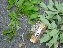  ( - TW019672)  @11 [ ] Copyright (2021) Unspecified Forestry and Forest Products Research Institute
