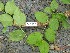  ( - TW019678)  @11 [ ] Copyright (2021) Unspecified Forestry and Forest Products Research Institute