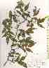  ( - TW019680)  @11 [ ] Copyright (2021) Unspecified Forestry and Forest Products Research Institute