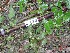  ( - TW019684)  @11 [ ] Copyright (2021) Unspecified Forestry and Forest Products Research Institute