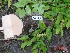  ( - TW019690)  @11 [ ] Copyright (2021) Unspecified Forestry and Forest Products Research Institute