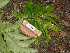  ( - TW019691)  @11 [ ] Copyright (2021) Unspecified Forestry and Forest Products Research Institute