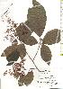  ( - TW019709)  @11 [ ] Copyright (2021) Unspecified Forestry and Forest Products Research Institute