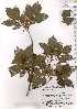  ( - TW019713)  @11 [ ] Copyright (2021) Unspecified Forestry and Forest Products Research Institute