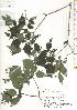  ( - TW019714)  @11 [ ] Copyright (2021) Unspecified Forestry and Forest Products Research Institute