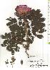  ( - TW019715)  @11 [ ] Copyright (2021) Unspecified Forestry and Forest Products Research Institute