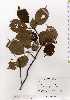  ( - TW019716)  @11 [ ] Copyright (2021) Unspecified Forestry and Forest Products Research Institute