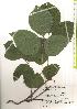  ( - TW019724)  @11 [ ] Copyright (2021) Unspecified Forestry and Forest Products Research Institute