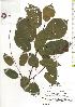  ( - TW019739)  @11 [ ] Copyright (2021) Unspecified Forestry and Forest Products Research Institute