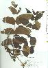  ( - TW019765)  @11 [ ] Copyright (2021) Unspecified Forestry and Forest Products Research Institute