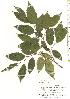  ( - TW019773)  @11 [ ] Copyright (2021) Unspecified Forestry and Forest Products Research Institute