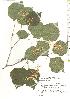  ( - TW019775)  @11 [ ] Copyright (2021) Unspecified Forestry and Forest Products Research Institute
