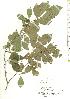  ( - TW019777)  @11 [ ] Copyright (2021) Unspecified Forestry and Forest Products Research Institute